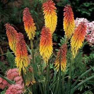 Kniphofia uvaria - Crin faclie -Red Hot Poker - NOUTATI