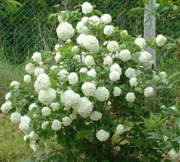 Calin - Viburnum opulus - NOUTATI