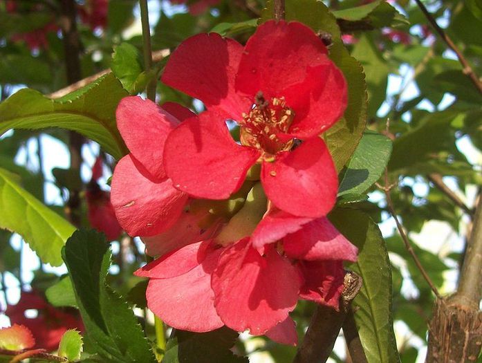 Chaenomeles japonica - Gutui japonez - floare - NOUTATI