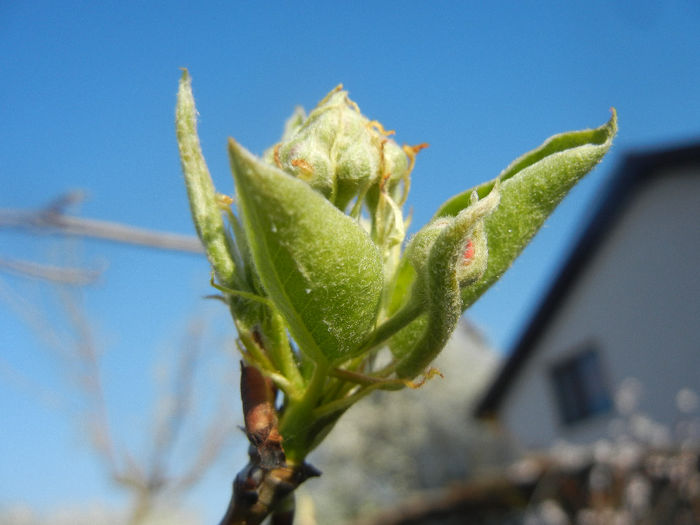 Pear Tree Buds_Muguri (2014, March 30)