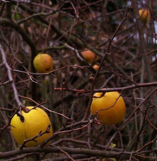 Chaenomeles japonica -fruct