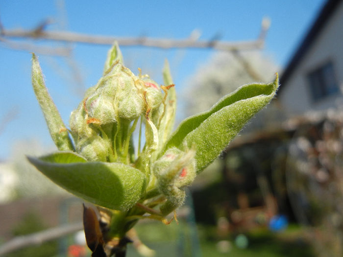 Pear Tree Buds_Muguri (2014, March 30) - Pear Tree_Par Napoca