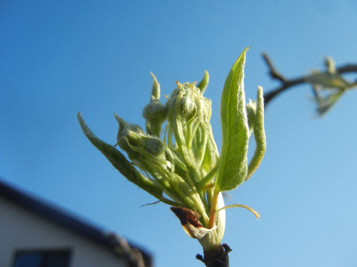 Pear Tree Buds_Muguri (2014, March 30) - Pear Tree_Par Napoca