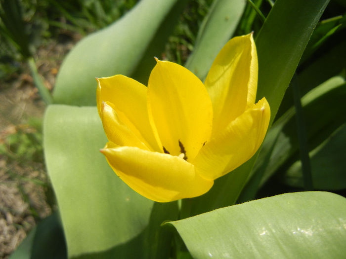 Tulipa Candela (2014, April 01)