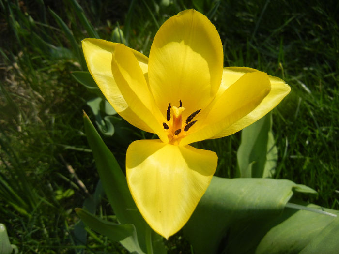 Tulipa Candela (2014, April 01) - Tulipa Candela