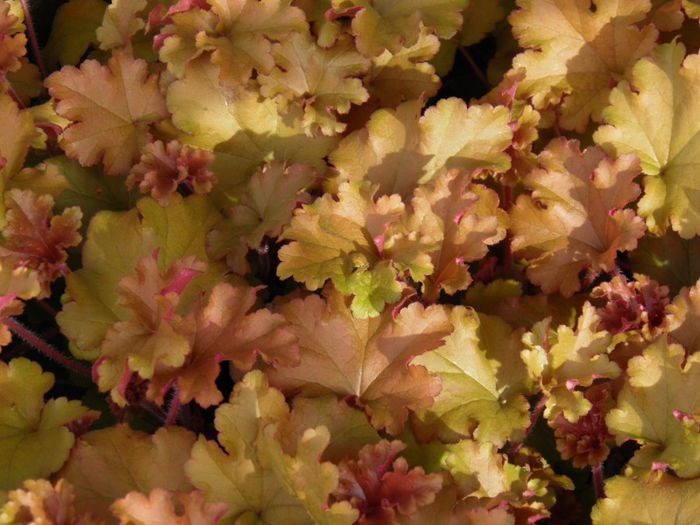 Marmalade - HEUCHERA 2014