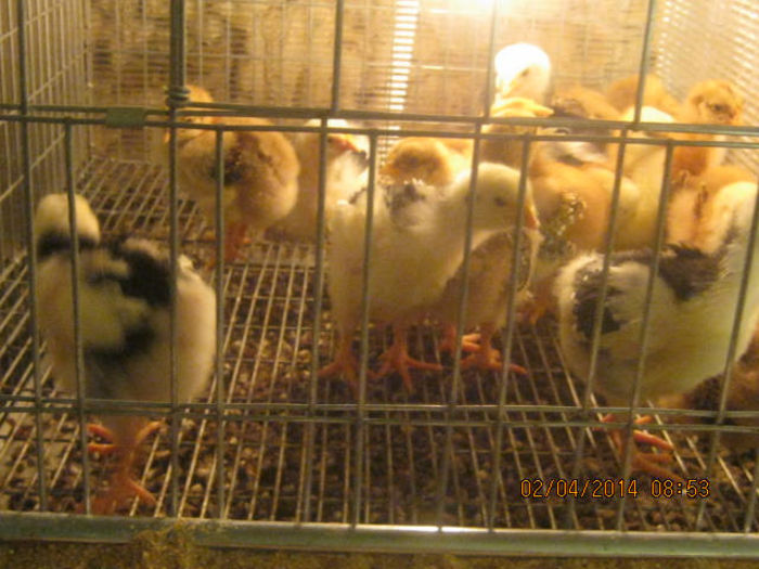 puisori la 2 saptamani