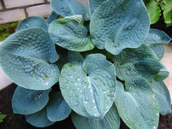 Hosta Big Daddy - HOSTA 2014