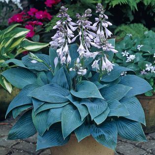 Hosta Halcyon - HOSTA 2014