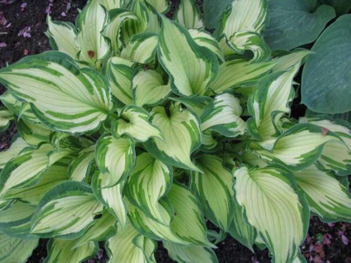 Hosta Albopicta - HOSTA 2014