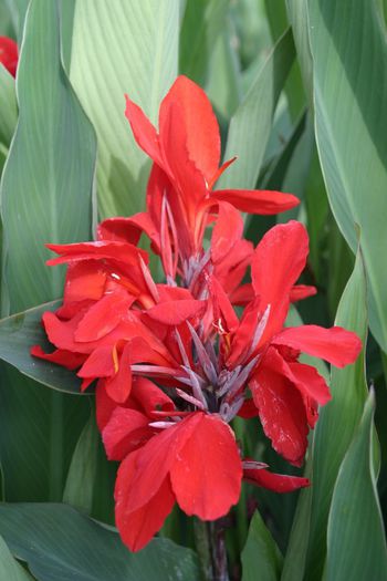 Canna Brilliant - CANNA indica 2014