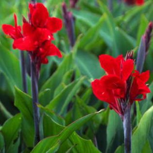 Canna Brilliant - CANNA indica 2014