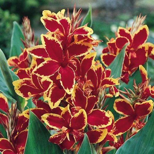 Canna nana Lucifer - CANNA indica 2014