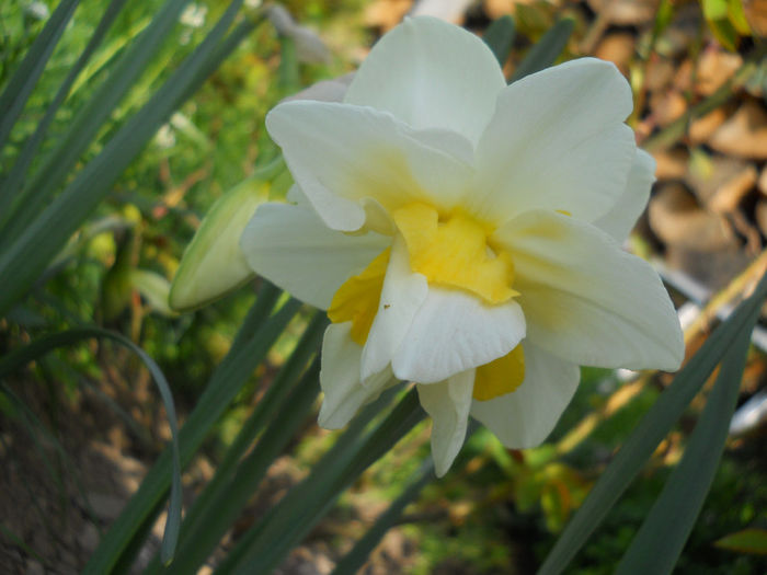 DSCN0985