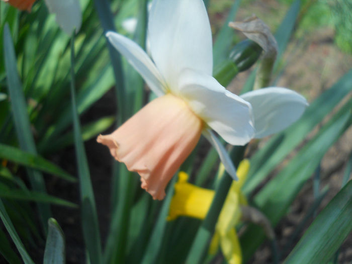 DSCN0990