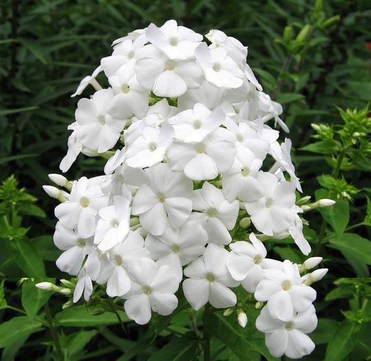 Phlox Junior Fountain 10 lei - Phlox oferta 2014