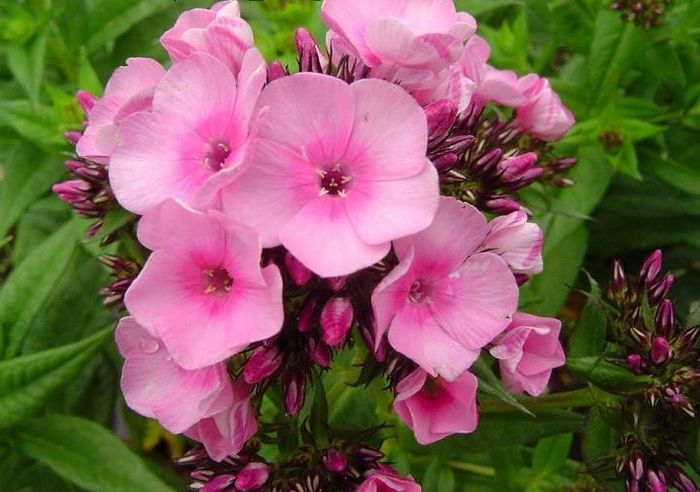 Phlox Baby Face - 10 lei