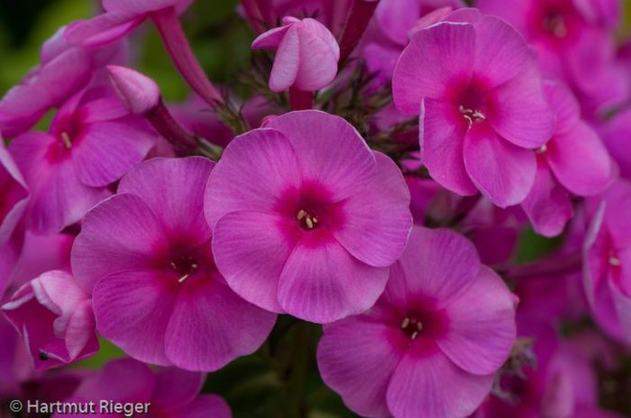 Phlox Cosmopolitan - 12 lei