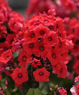 Phlox Tequila Sunrise - 12 lei - Phlox oferta 2014