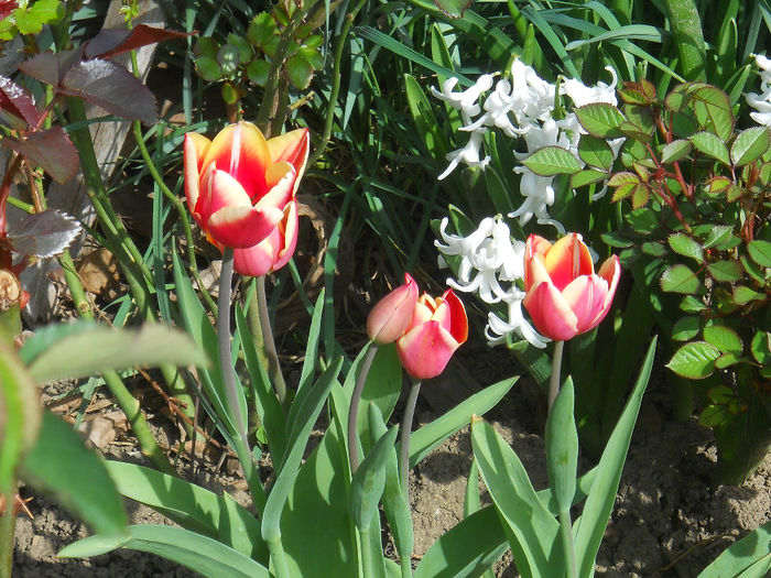 DSCN1001_026