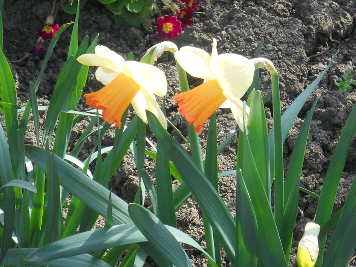 DSCN1003_028