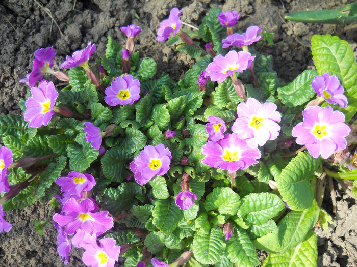 DSCN1004_029