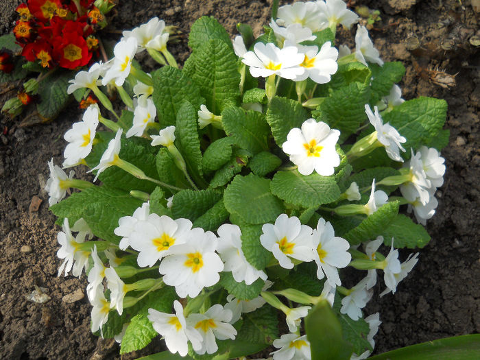 DSCN1005_030