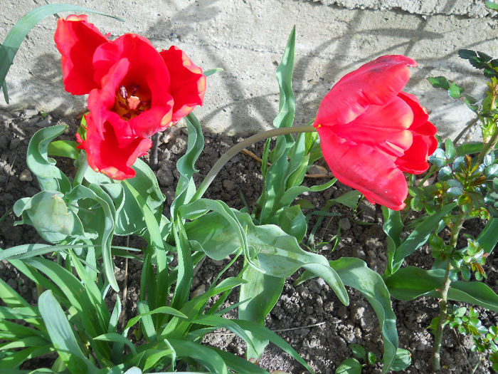 DSCN1006_031