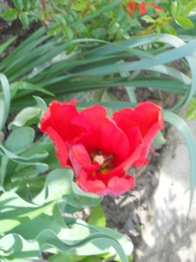 DSCN1007_032