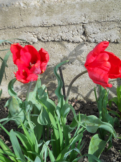 DSCN1009_034