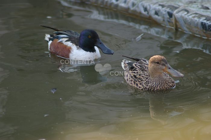 Lingurar european - RATE EXOTICE-exotic ducks
