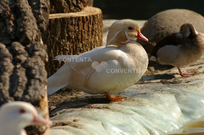  - RATE EXOTICE-exotic ducks