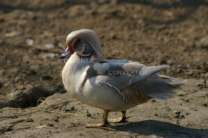  - RATE EXOTICE-exotic ducks