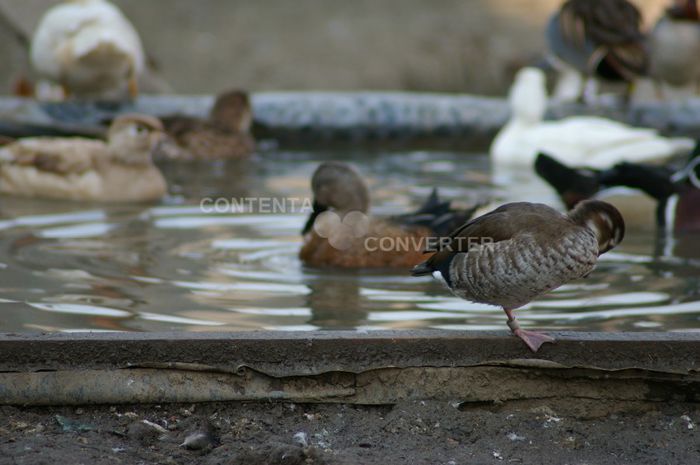  - RATE EXOTICE-exotic ducks