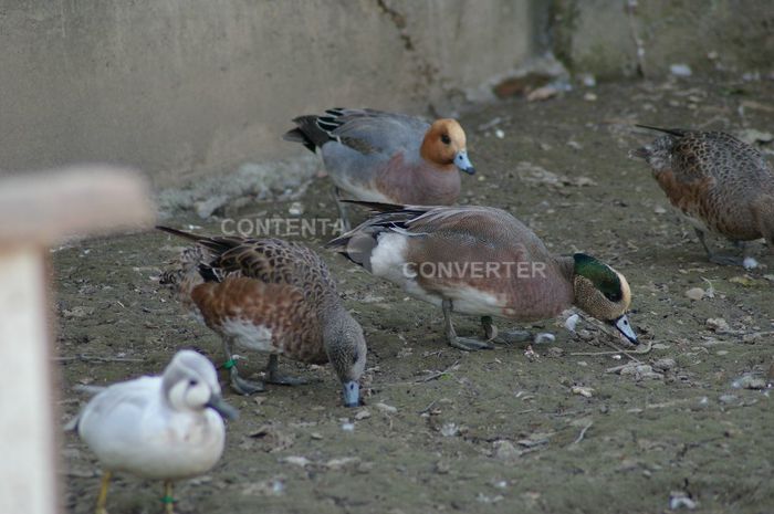  - RATE EXOTICE-exotic ducks