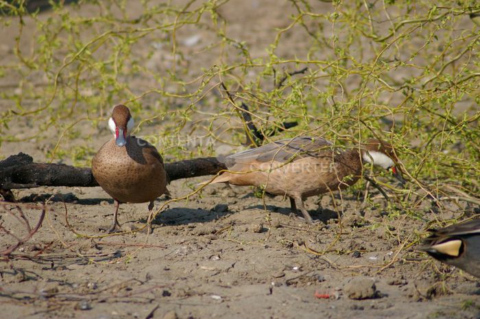  - RATE EXOTICE-exotic ducks