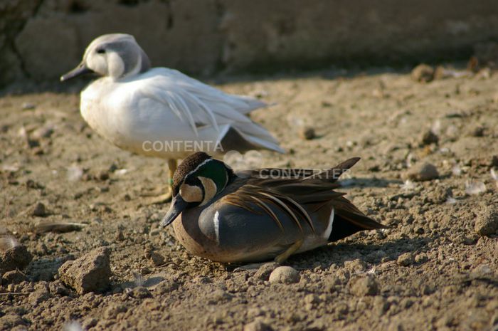  - RATE EXOTICE-exotic ducks