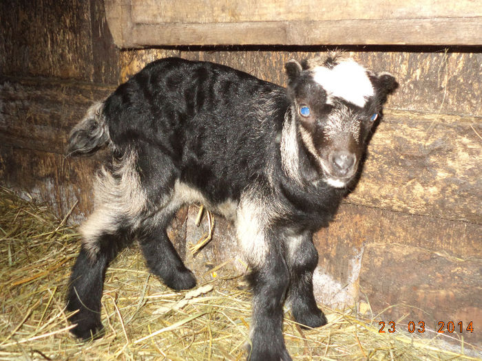 Ieduta mica de la Steluta; Scumpica mica
