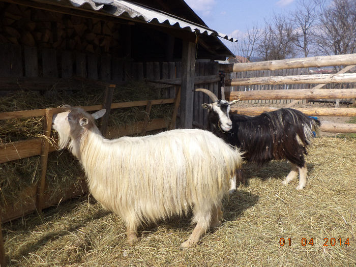 Mama la Steluta si Galbena