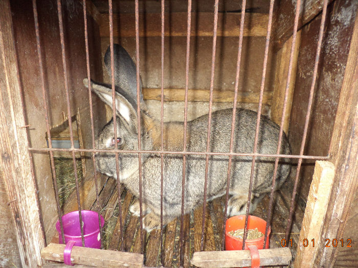 Masculul de la Brugger Sandor