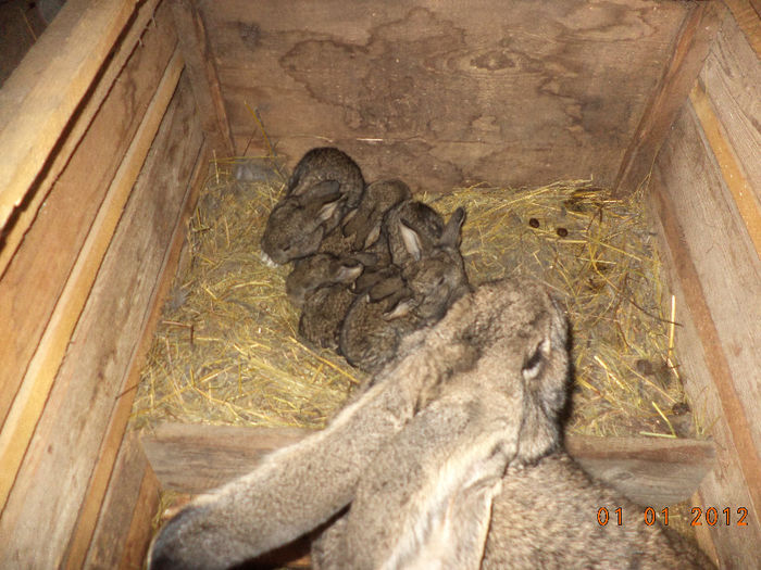 Primii iepurasi 2014