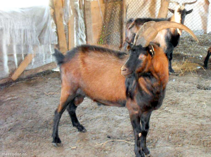 Tap de Alpina franceza foarte frumos