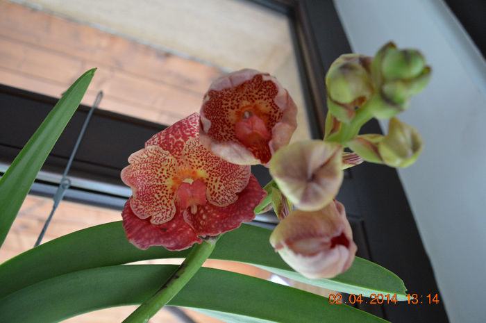 Vanda sundana lava - Vanda