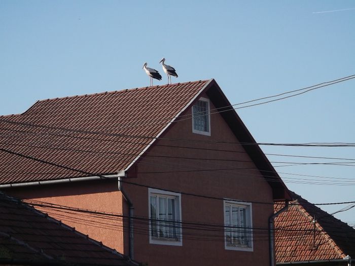 DOUA CICONIA........