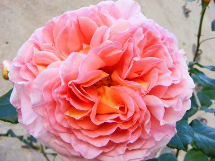 484676_4078141161106_860872085_n - Trandafir Abraham Darby by David Austin