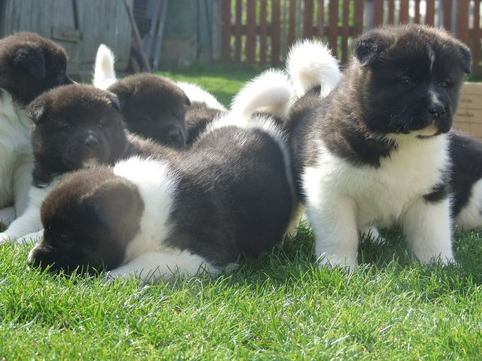 DSCF6703 - Akita american