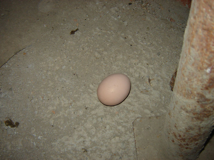 DSC01303; Primul ou
