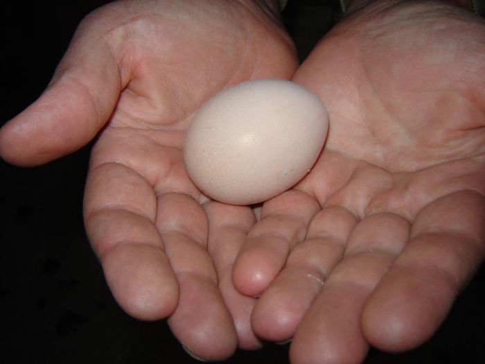 DSC01304; Primul ou în primul plan
