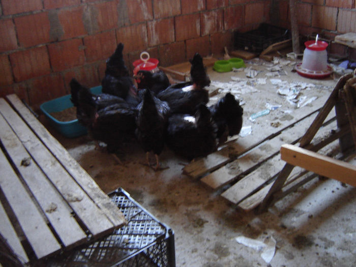 DSC01339; Un buchet de... cozi
