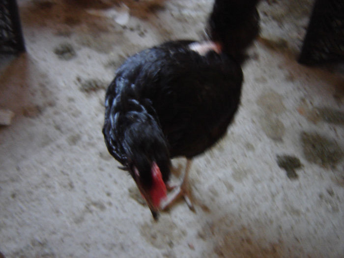 DSC01340; G.I. Hen căutând urme
